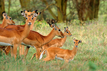 Impala, Aepyros melampus, Parc national de Nakuru, Kenya