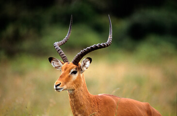 Naklejka na ściany i meble Impala, male, Aepyros melampus, Parc national de Masai Mara, Kenya