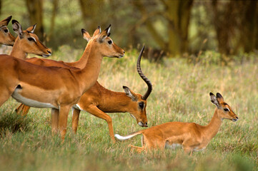 Impala, Aepyros melampus, Parc national de Nakuru, Kenya