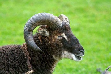 Mouflon, male, Ovis aries