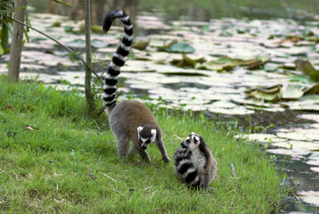 L&eacute;murien catta, Lemur catta,  Madagascar
