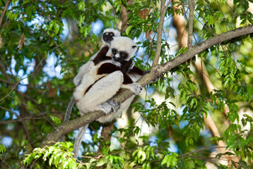 Lémurien, Propithéque de Coquerel , Propithecus coquerili, Madagascar