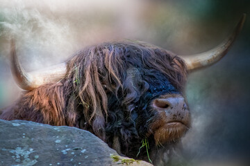 close-up portrait of a Scottish Highland Cow on a cold day