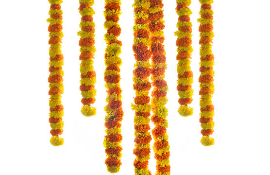 Hanging flower decoration marigold flower isolated on white background Onam festival background, Pongal and Diwali decorations