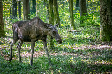 a moose walking through the forest