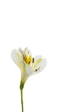 One white yellow flower plant alstroemeria isolate on white background macro close-up