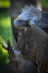 a vulture showing claw in the forest