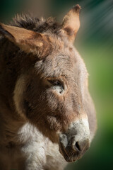 portrait of a donkey with pointed ears