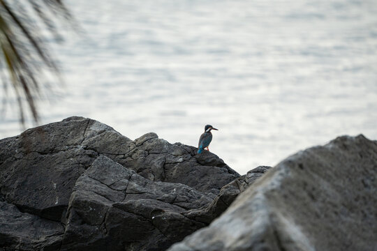 a malnourish Common Kingfisher is waiting to catch a fish while being aware on its surroundings