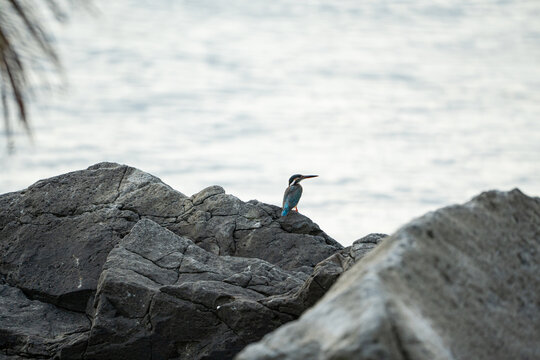 a malnourish Common Kingfisher is waiting to catch a fish while being aware on its surroundings