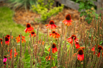 Echinacea or Cone Flowers in a garden in full bloom