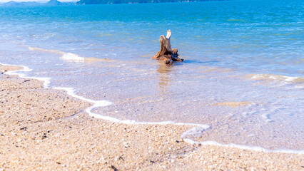 流木と砂浜　きれいな海水
Driftwood, sandy beach, and clean...