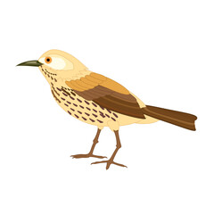 bird on a branch robin on a branch