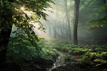 Obraz premium a forest covered in light mist at dawn, with dew on leaves