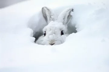 Foto op Aluminium a rabbit burrowing under the snow during a blizzard © Alfazet Chronicles