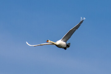 Mute swan, Cygnus olor flying over a lake in the English Garden in Munich, Germany