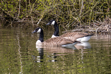 The Canada Goose, Branta canadensis at a Lake near Munich in Germany