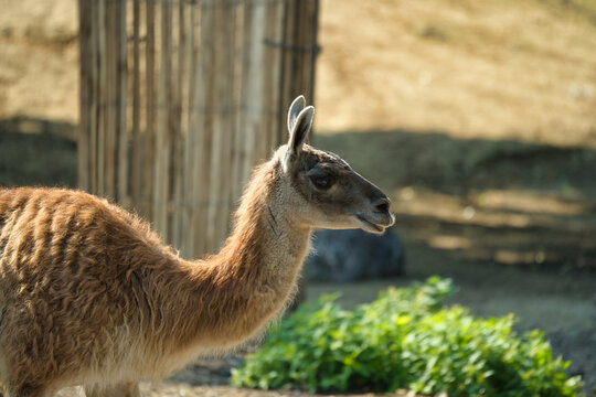 Vikuna (Lama vicugna) in the Paris zoologic park, formerly known as the Bois de Vincennes, 12th arrondissement of Paris, which covers an area of 14.5 hectares