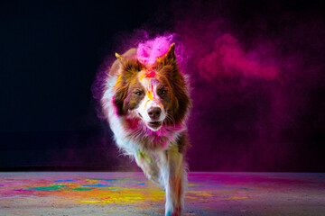 Border Collie com pó colorido em seu pelo