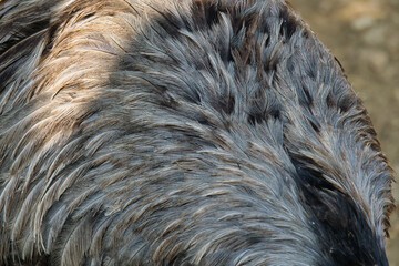ostrich bird feather closeup in the Paris zoologic park, formerly known as the Bois de Vincennes, 12th arrondissement of Paris, which covers an area of 14.5 hectares - obrazy, fototapety, plakaty