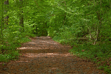 path in deciduous forest at spring