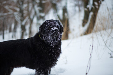 Newfoundland on the road with snowy trees. Dog on walk in the wi