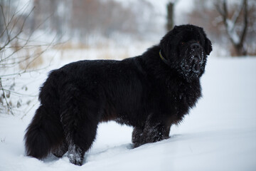 Newfoundland on the road with snowy trees. Dog on walk in the wi
