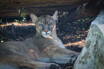 Naklejka na ściany i meble Puma concolor, is a carnivorous mammal from the Felidae family which lives in forests, mountains and deserts throughout America and South Americain in the Paris zoologic park