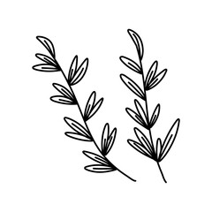 rosemary doodle icon, vector illustration isolated on white background