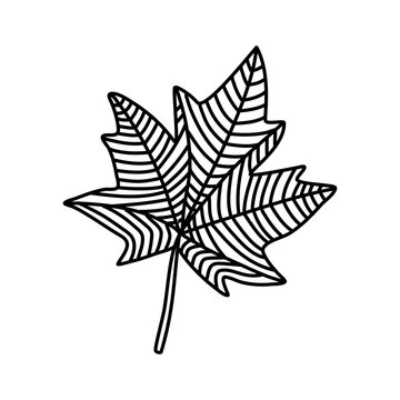 recommend clip art: Hand drawn maple leaf doodle outline. Maple leaf in line art style isolated on white background