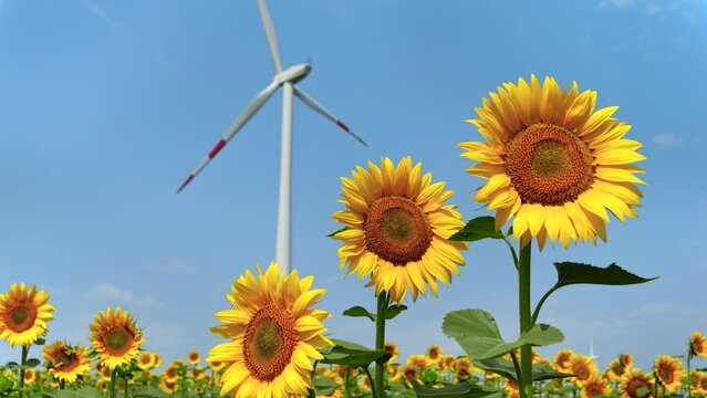 Wind turbines gracefully turning amidst a sunflower field on a sunny and breezy day. Renewable energy, nature conservation, alternative power sources, and agriculture.