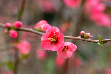 pretty pink flowers of a Japanese quince Chaenomeles japonica covered in raindrops