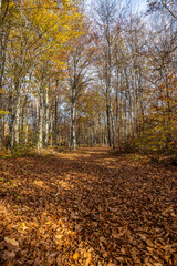 Tranquil Path in an Autumn Forest, Surrounded by Fall Leaves and Nature’s Colors