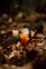 Gelbes Stagshorn Pilz