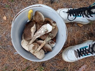 A bountiful harvest of mushrooms in the forest