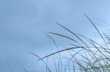Elegant grass on north shore of Lake Erie viewed against cloudy sky