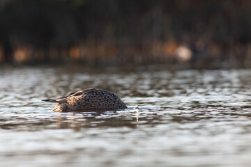 Fototapeta premium Goose