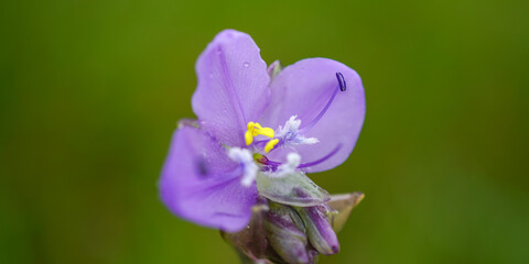 nature purple flower on green background