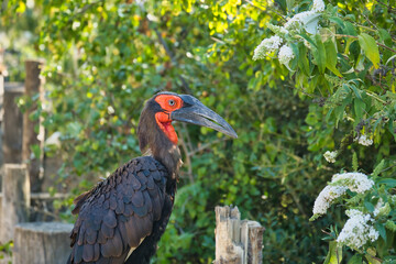 Southern ground hornbill in the Paris zoologic park, formerly known as the Bois de Vincennes, 12th arrondissement of Paris, which covers an area of 14.5 hectares 