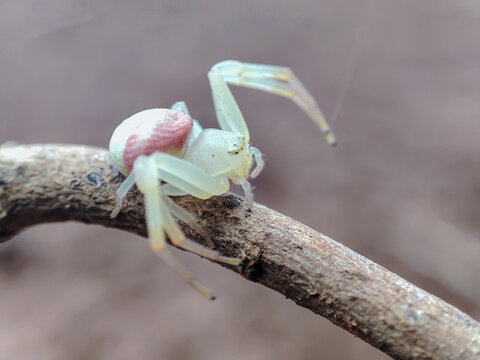 goldenrod crab spider, with the Latin name Misumena vatia