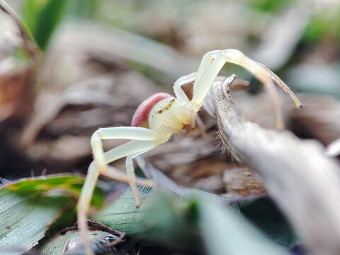 goldenrod crab spider, with the Latin name Misumena vatia