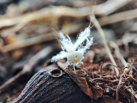 Leafhoppers have the Latin name flatidae