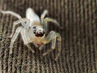 White jumping Spider macro photography