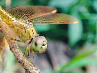 Dragonflies perch on grass stalks and are looking for their prey.