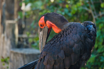 Southern ground hornbill in the Paris zoologic park, formerly known as the Bois de Vincennes, 12th arrondissement of Paris, which covers an area of 14.5 hectares  - obrazy, fototapety, plakaty