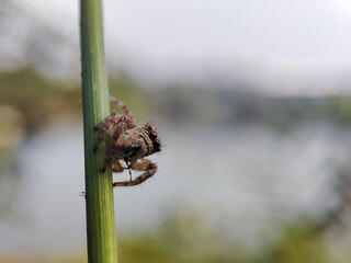 jumping Spider is eating its prey.
