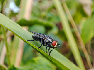 flies that land on leaves