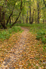Fototapeta premium path in autumn forest