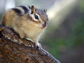 A chipmunk on a tree trunk looking at a camera. Close-up 