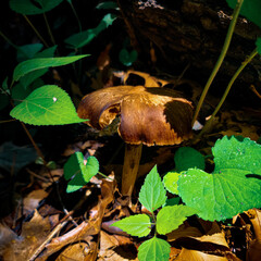 Brown Boletus